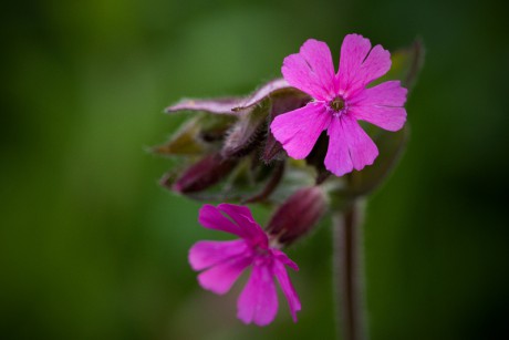 Silenka dvoudomá - Silene dioica (1)