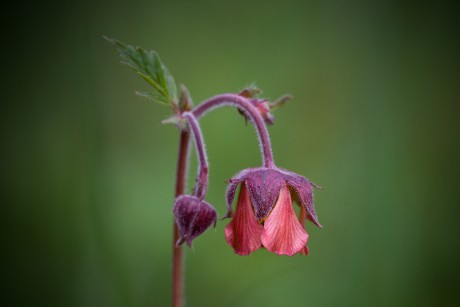 Kuklík potoční - Geum rivale (2)