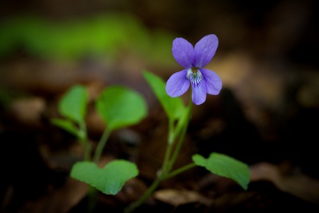 Violka lesní - Viola reichenbachiana (3)