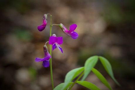 Hrachor jarní - Lathyrus vernus (1)