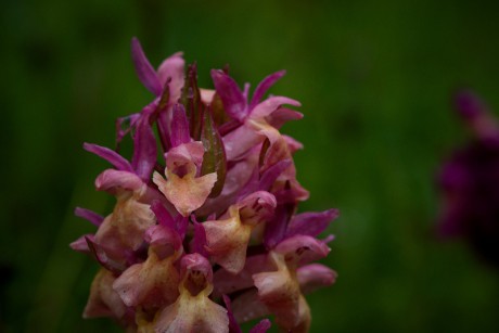 Prstnatec bezový - Dactylorhiza sambucina C2 (09)