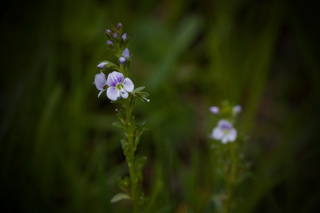 Rozrazil douškolistý - Veronica serpyllifolia (1)