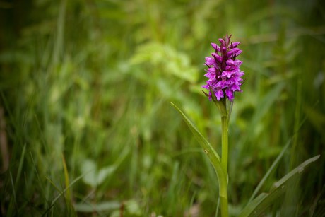 Prstnatec májový - Dactylorhiza majalis C3 (3)