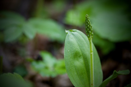 Bradáček vejčitý - Listera ovata C4 (3)