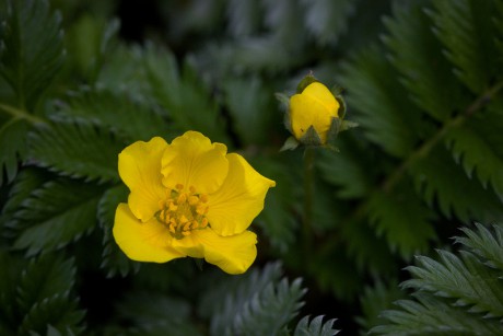 Mochna husí - Potentilla anserina (1)