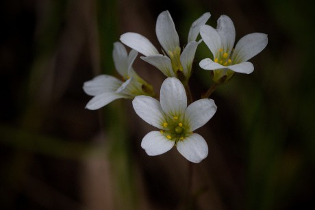 Lomikámen zrnatý - Saxifraga granulata (1)