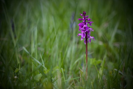 Vstavač mužský znamenaný - Orchis mascula subsp. speciosa C2 (1)