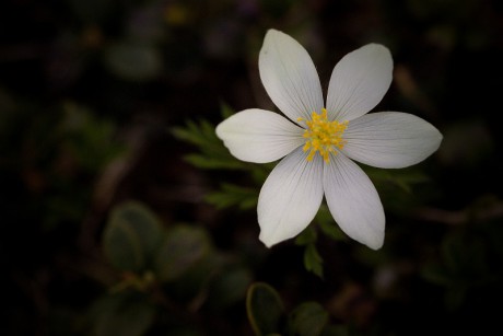 Koniklec alpinský bílý - Pulsatilla alpina subsp. alba C2 (1)