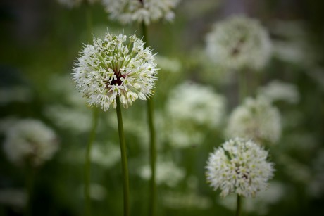 Česnek hadí - Allium victorialis C2 (3)