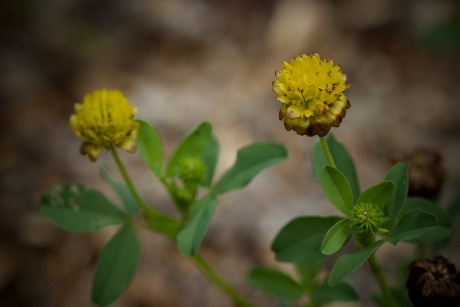 Jetel hnědý - Trifolium badium (1)
