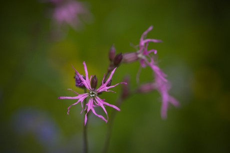 Kohoutek luční - Lychnis flos-cuculi (1)