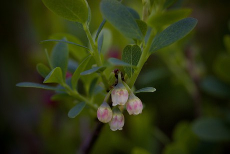 Brusnice vlochyně - Vaccinium uliginosum (2)