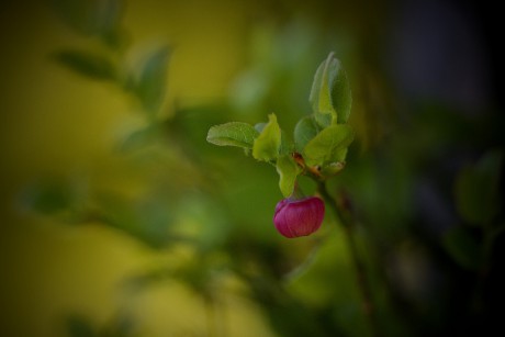 Brusnice borůvka - Vaccinium myrtillus (2)