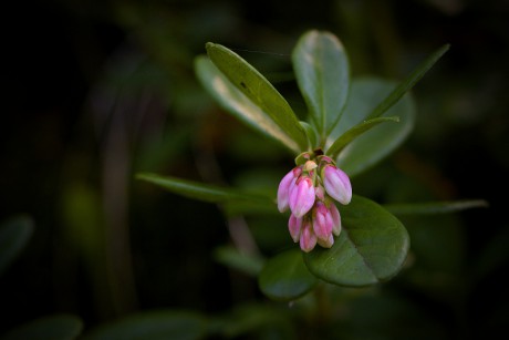 Brusnice brusinka - Vaccinium vitis-idaea (3)