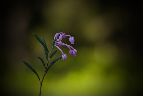 Kyhanka sivolistá - Andromeda polifolia C2 (1)