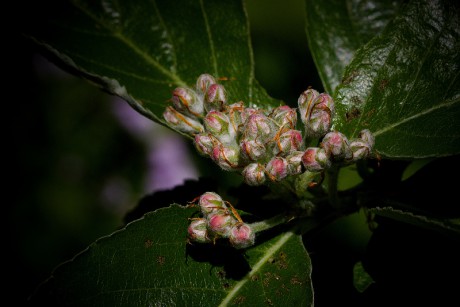 Jeřáb sudetský - Sorbus sudetica C1 (2)