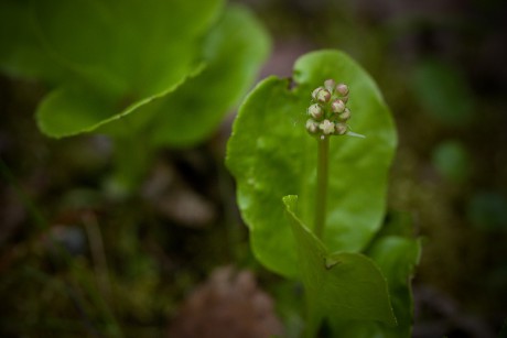 Hruštička menší - Pyrola minor C3 (3)