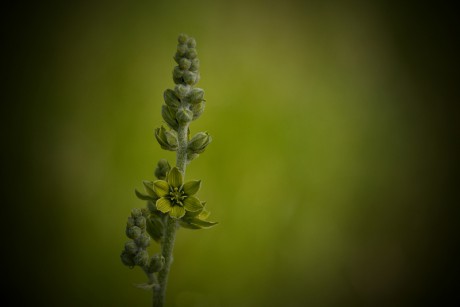 Kýchavice bílá Lobelova - Veratrum album subsp. lobelianum C4 (2)