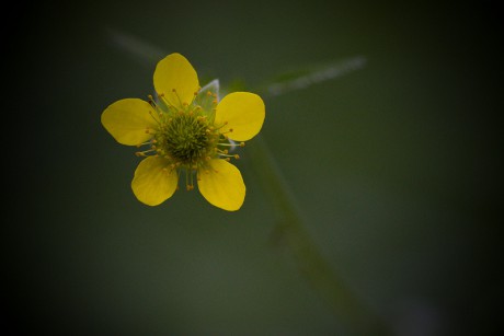 Kuklík městský - Geum urbanum (1)