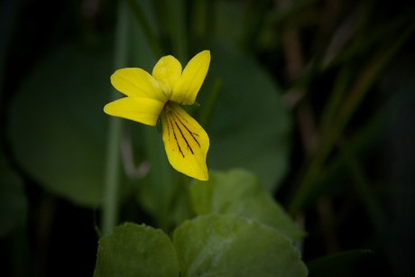 Violka dvoukvětá - Viola biflora C4 (2)