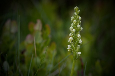 Běloprstka bělavá - Pseudorchis albida C2 (1)