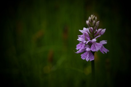Prstnatec Fuchsův chladnomilný- Dactylorhiza fuchsii subsp. psychrophila C2r (2)