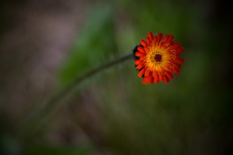 Chlupáček oranžový - Pilosella aurantiaca C3 (2)