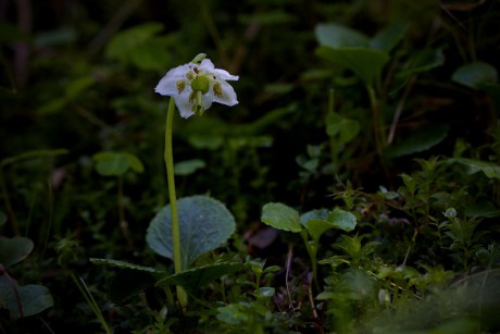 Jednokvítek velekvětý - Moneses uniflora C1 (1)