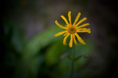 Prha arnika, prha chlumní - Arnica montana C3 (2)