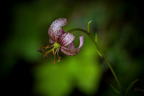 Lilie zlatohlavá - Lilium martagon C4 (5)