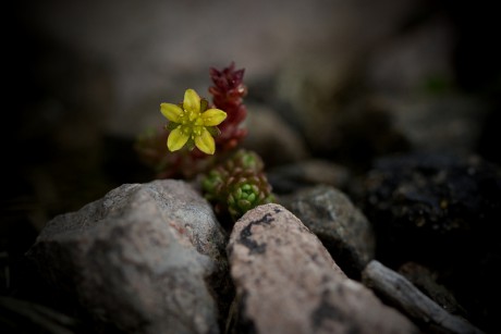 Rozchodník horský - Sedum alpestre C2 (3)