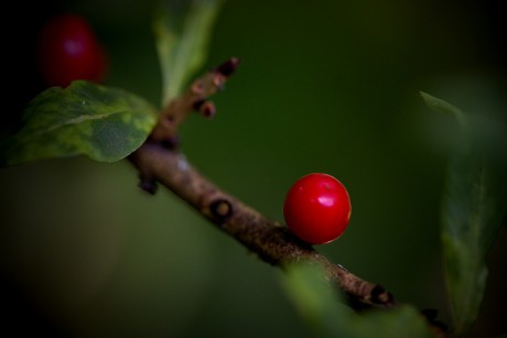 Lýkovec jedovatý - Daphne mezereum (3)