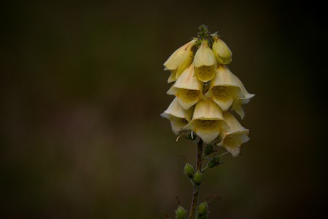 Náprstník velkokvětý - Digitalis grandiflora (1)