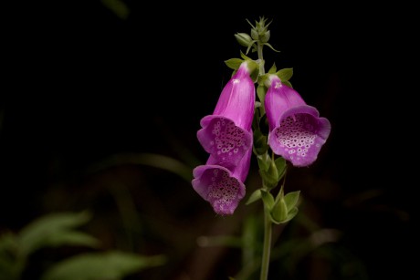 Náprstník červený - Digitalis purpurea (2)