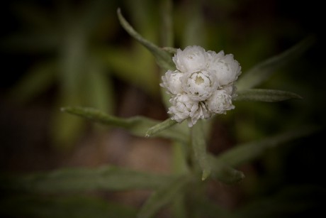 Plesnivka perlová - Anaphalis margaritacea (2)