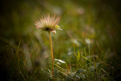 Kuklík horský - Geum montanum C2 (1)