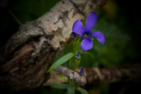 Hořec brvitý - Gentianopsis ciliata C3 (3)