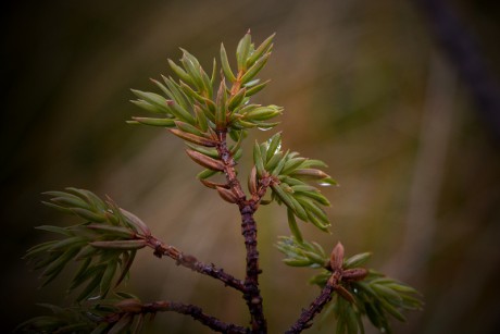 Jalovec obecný nízký - Juniperus communis var. saxatilis C2 (1)