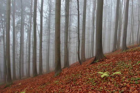 40 Sklenářovice - Rýchorské bučiny