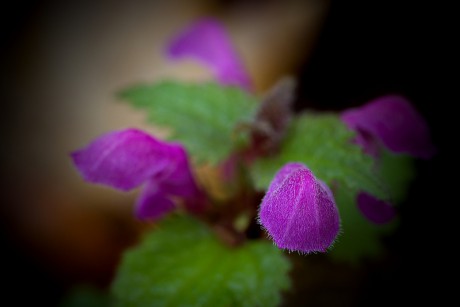 Hluchavka skvrnitá - Lamium maculatum (1)