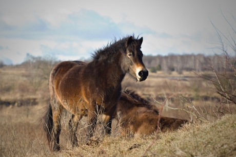 30 Divoký kůň - Exmoorský pony