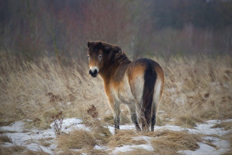 31 Divoký kůň - Exmoorský pony
