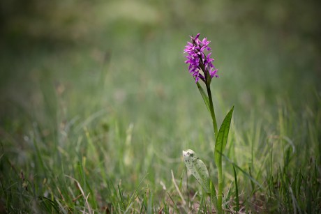 Prstnatec májový - Dactylorhiza majalis C3 (4)