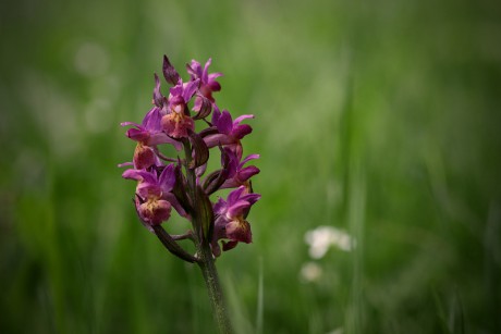 Prstnatec bezový - Dactylorhiza sambucina C2 (10)