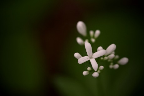 Svízel vonný - Galium odoratum (3)