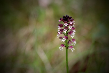 Vstavač osmahlý - Neotinea ustulata C1 (2)