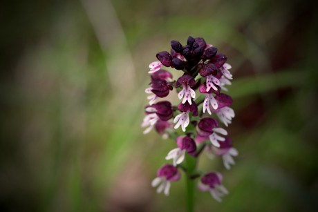 Vstavač osmahlý - Neotinea ustulata C1 (3)