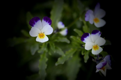 Violka trojbarevná - Viola tricolor C3 (2)