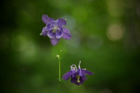 Orlíček obecný - Aquilegia vulgaris C3 (1)