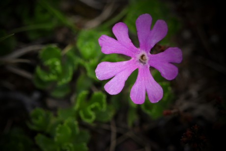 Prvosenka nejmenší - Primula minima C1 (3)